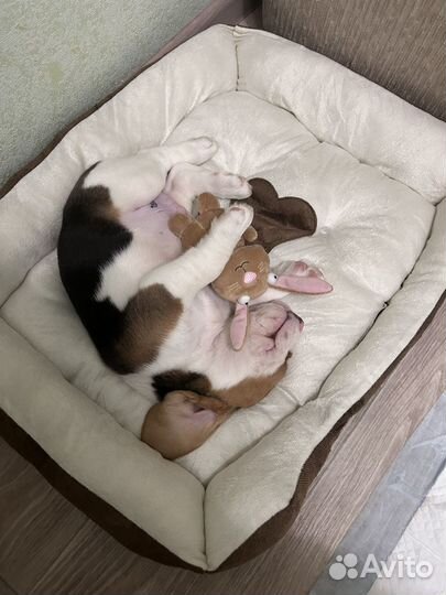 Щенок бигль мальчик