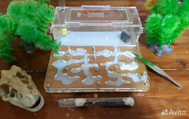 Муравьиная Ферма Maxi + 