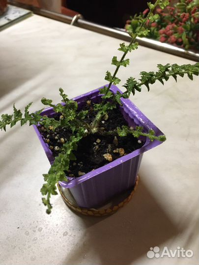 Папоротник Мариса, Сансевиерия, Зебрина