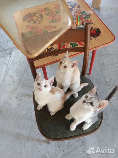 Котята в добрые руки