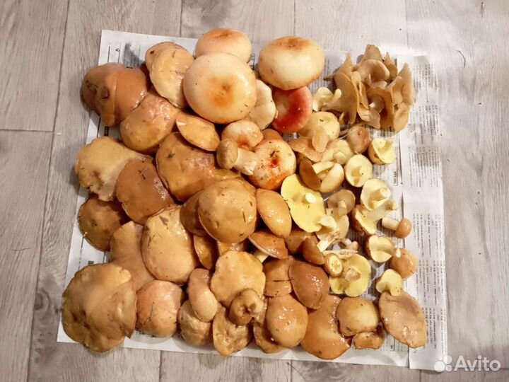 Грибы маслята