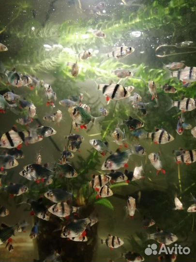 Аквариумные рыбки и растения