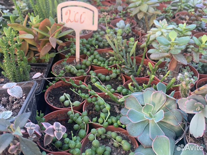 Крестовник роули из суккулентной теплицы