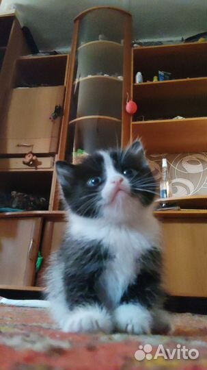 Котята в добры руки