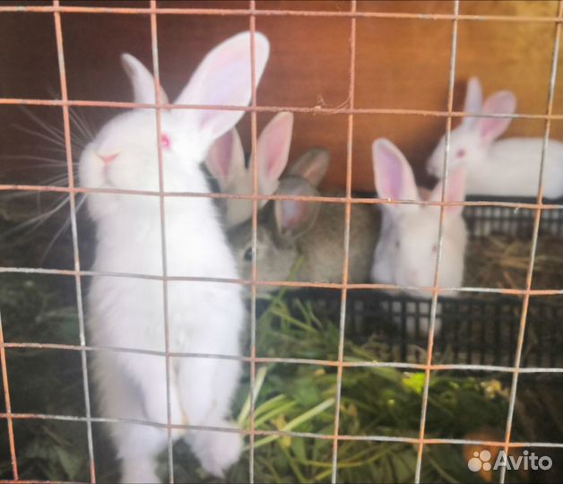 Кролики немецких пород