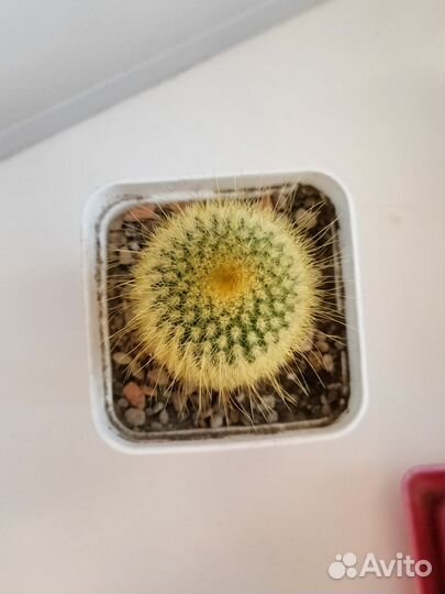 Пародия Ленингхауза кактус