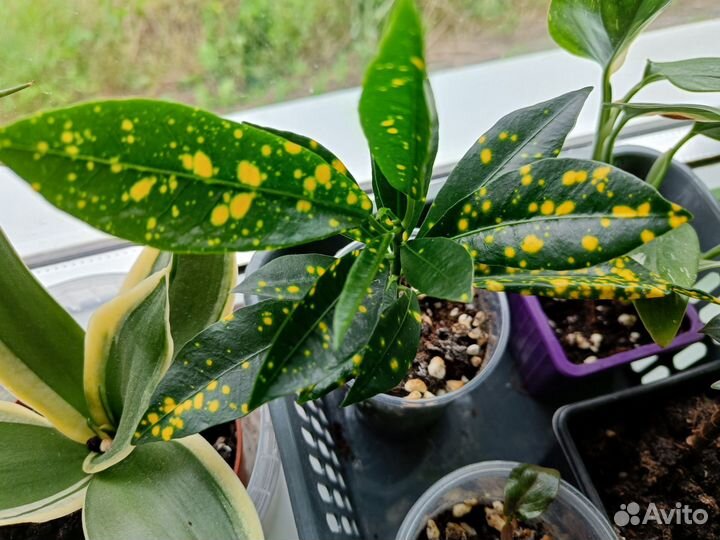 Кротон аукуболистный