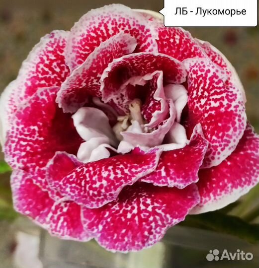 Глоксиния (свежесрезанные листья)
