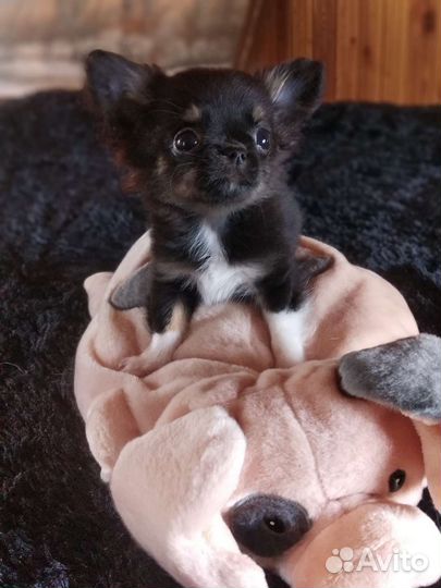 Чихуахуа.Мини мини мальчик