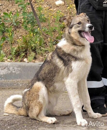 Томас-идеальный мальчик