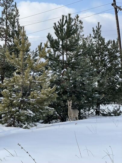 Участок 22 сот. (ИЖС)