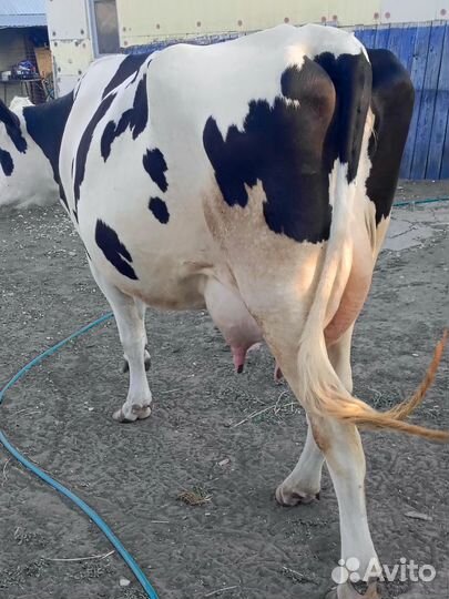 Корова чистокровная Голштинской породы
