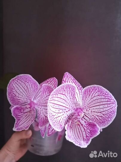 Орхидея фаленопсис биг лип