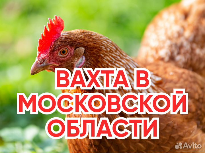 Фасовщик. Вахта в Московской обл. + питание