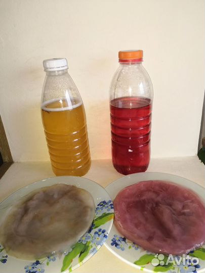 Чайный гриб комбуча