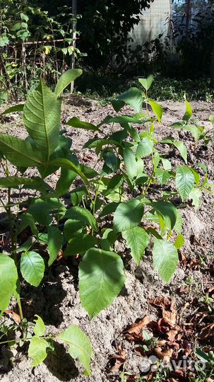 Грецкий орех