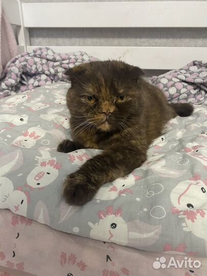 Кошка