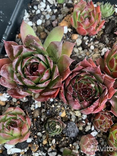 Молодило каменная роза