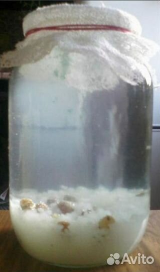 Индийский морской рис