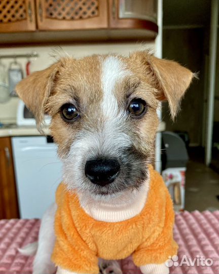 Щенок джек рассел (девочка)