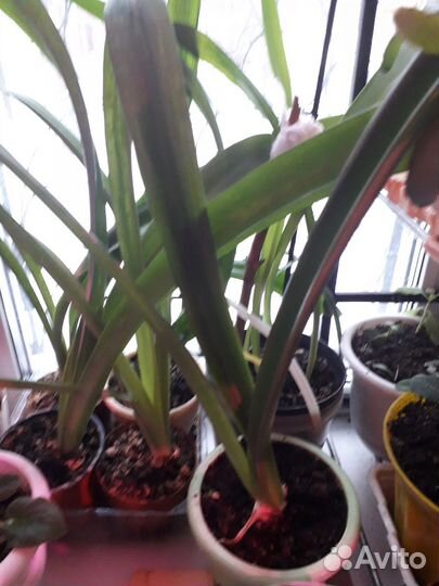 Гиппеаструм