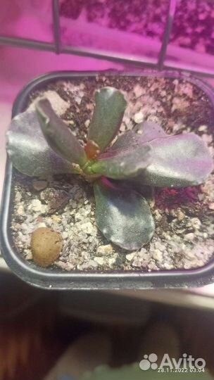 Суккуленты