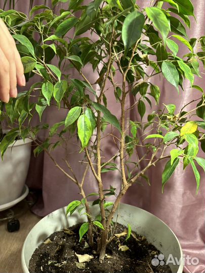 Фикус бенджамина 70 см