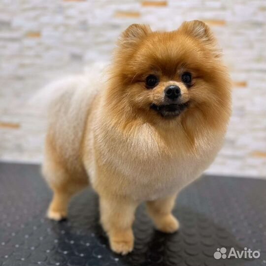 Зоосалон,груминг, стрижка собак и кошек