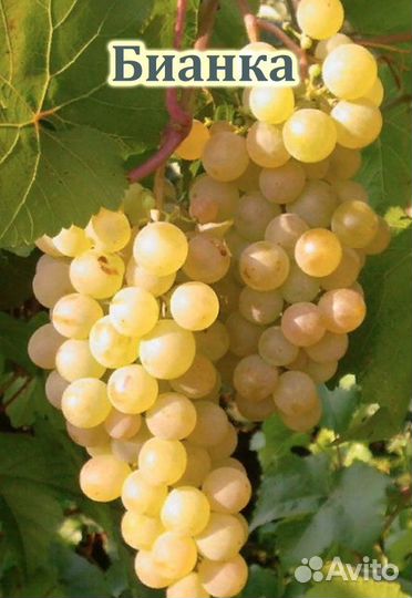 Зимостойкий и неукрывной виноград