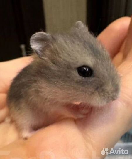 Джунгарский хомяк