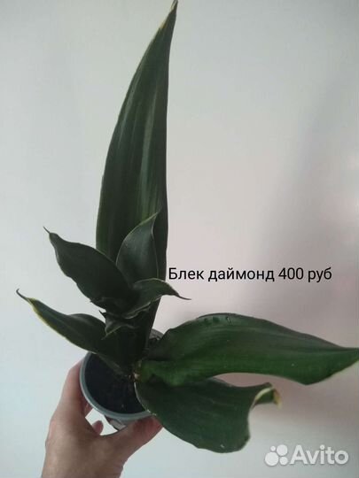 Сансевиерии разные