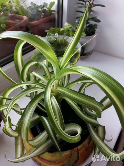 Хлорофитум Бонни, Толстянка, алоэ