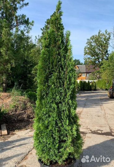 Туя Смарагд