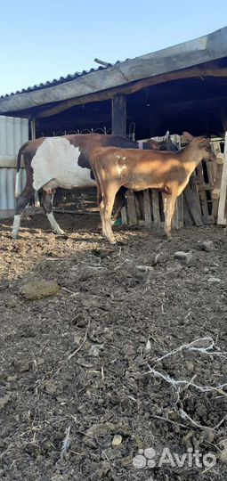 Корова с теленком