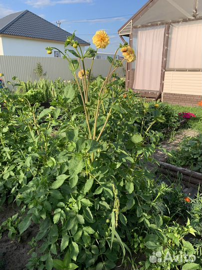 Георгины многолетнии