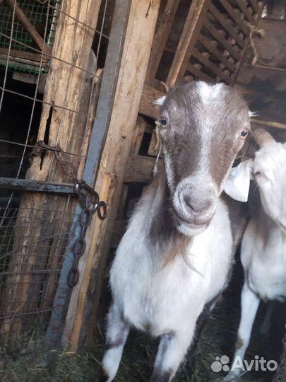 Коза нубийская