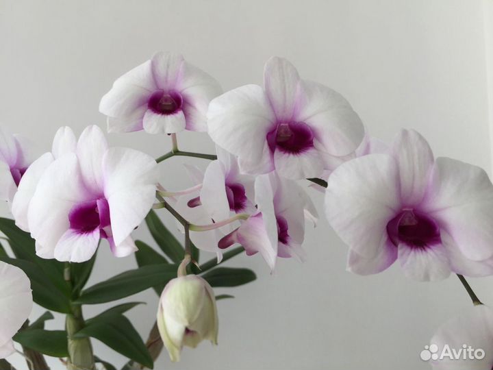 Дендробиум