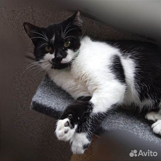 Кошка в дар