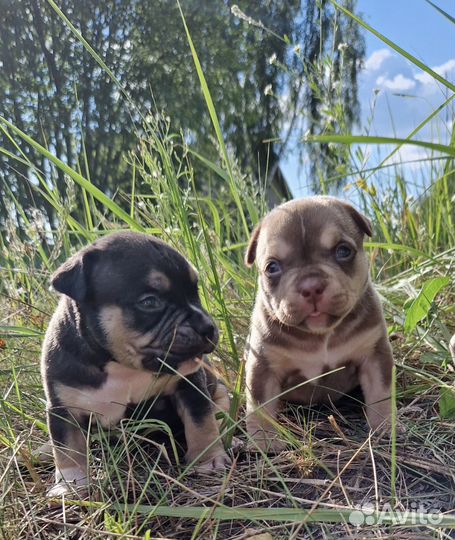 Американский булли топ цвета экзот-покет