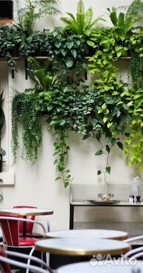 Озеленение коммерческих и жилых помещений