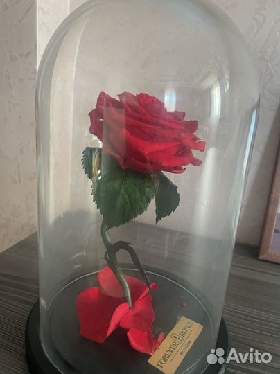 Роза в стеклянном футляре