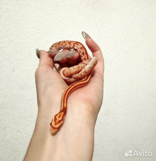 Змея маисовый полоз