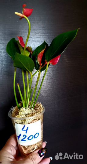 Антуриум лили рэд