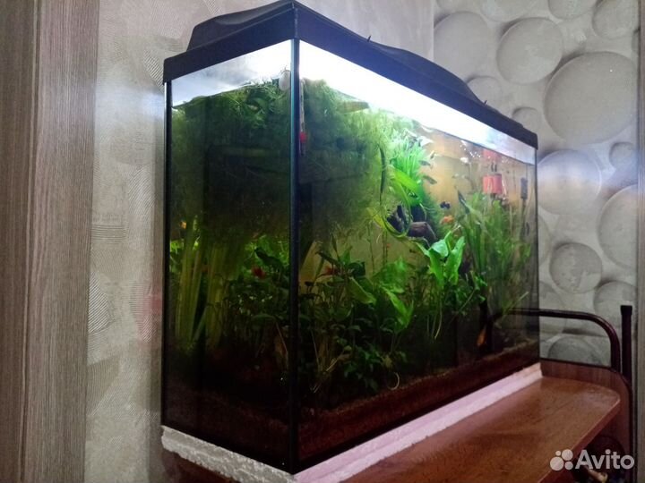Аквариум