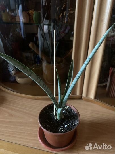 Сансевиерия