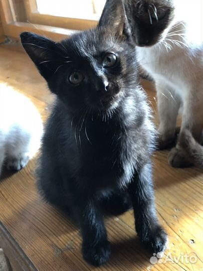 Котята бесплатно