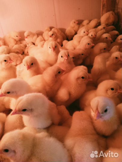 Цыплята бройлера