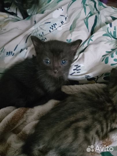 Котятки в добрые руки