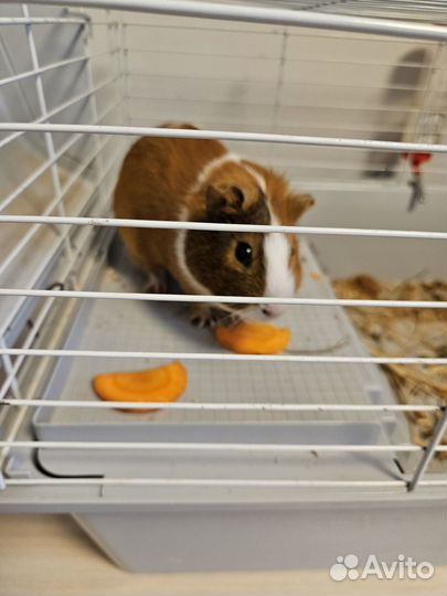 Морская свинка с клеткой