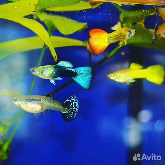 Аквариумные рыбки Гуппи